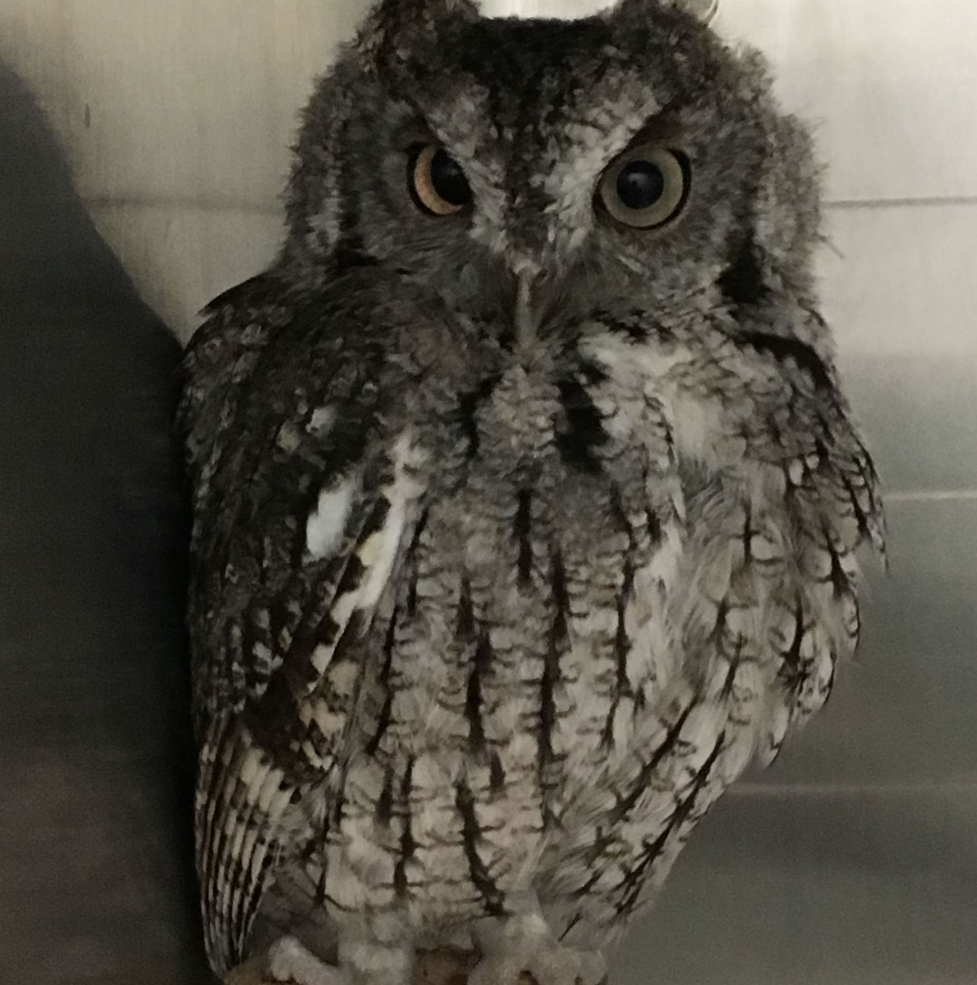 Eastern Screech Owl